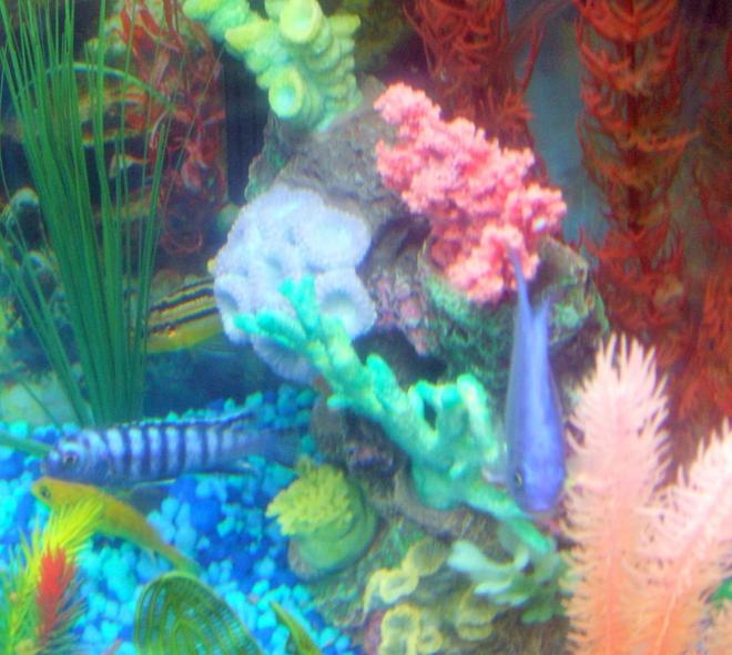 freshwater fish - pseudotropheus demasoni - demasoni cichlid stocking in 30 gallons tank - pic