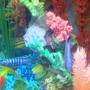 freshwater fish - pseudotropheus demasoni - demasoni cichlid stocking in 30 gallons tank - pic