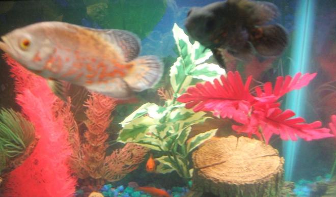 freshwater fish - astronotus ocellatus - albino oscar stocking in 30 gallons tank - pic