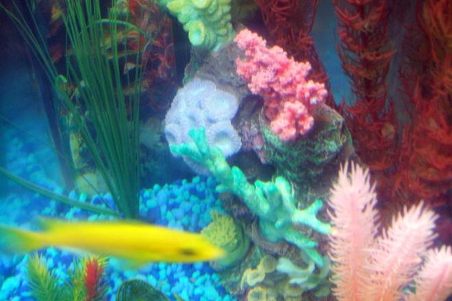 freshwater fish - labidochromis caeruleus - electric yellow cichlid stocking in 30 gallons tank - pic