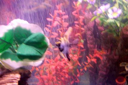 freshwater fish - pterophyllum sp. - koi angel stocking in 30 gallons tank - pic