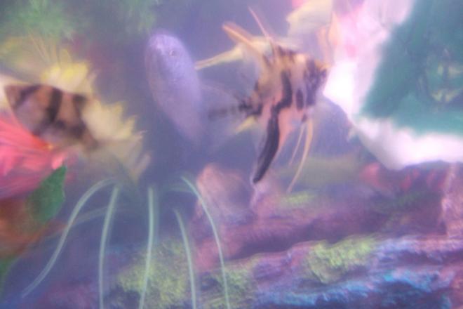 freshwater fish - pterophyllum sp. - koi angel stocking in 30 gallons tank - pic