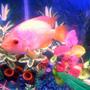 freshwater fish - amphilophus citrinellus - midas cichlid stocking in 30 gallons tank - pic