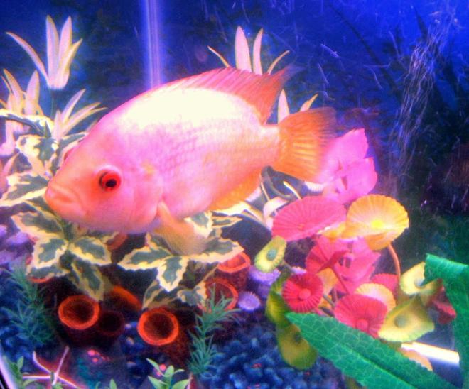 freshwater fish - amphilophus labiatus - red devil stocking in 30 gallons tank - pic