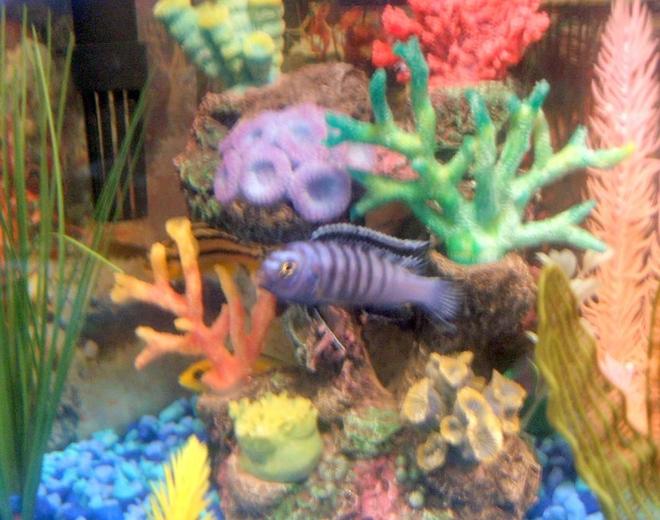 freshwater fish - pseudotropheus demasoni - demasoni cichlid stocking in 30 gallons tank - pic