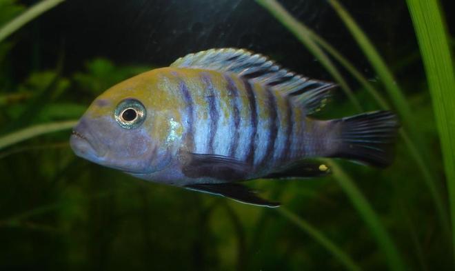 freshwater fish - cynotilapia afra - afra stocking in 40 gallons tank - My Cynotilapia afra "Edwardi"