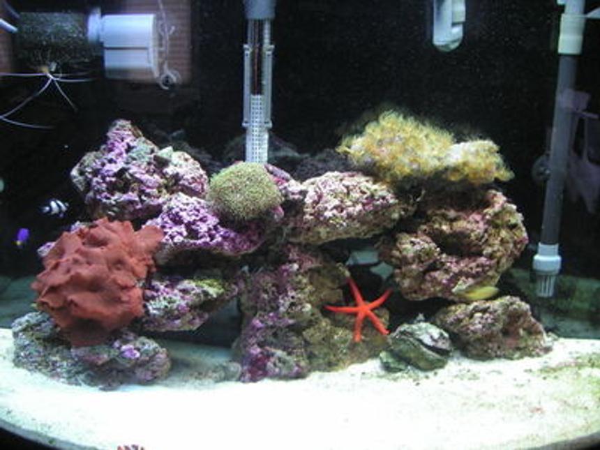 Rated #131: 36 Gallons Reef Tank - This is the fist day I had my tank up and running. It's my first saltwater tank so I was a little nervous how it would turn out.