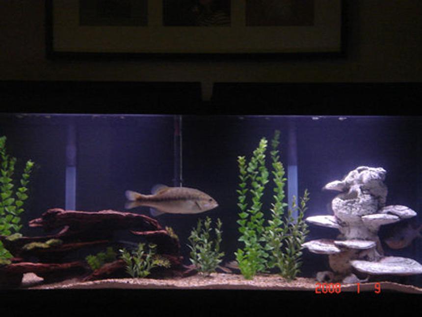 Rated #948: Freshwater Fish Tank