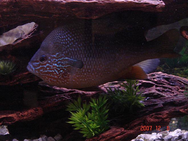 freshwater fish - lepomis macrochirus - bluegill - bluegill
-lepomis macrochirus