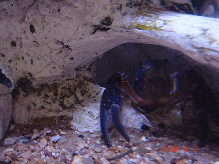Rated #79: Corals Inverts - Procambarus Sp. - Hammers Cobalt Blue Lobster - crayfish- "blue lobster"
-pincherus maximus