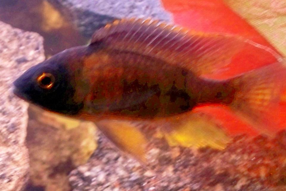 freshwater fish - haplochromis sp. 44 - thick skin stocking in 29 gallons tank - Horace coracle