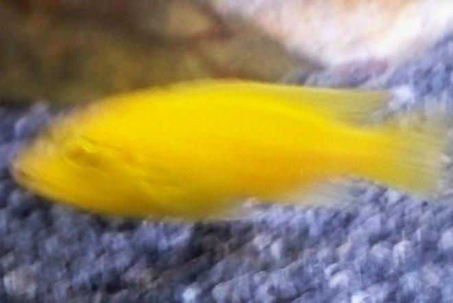 freshwater fish - pseudotropheus estherae - red zebra cichlid stocking in 29 gallons tank - zebra yellow