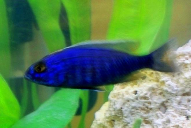 freshwater fish - sciaenochromis fryeri - electric blue hap stocking in 29 gallons tank - lightning blue hap.