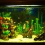 20 gallons freshwater fish tank (mostly fish and non-living decorations) - New tank