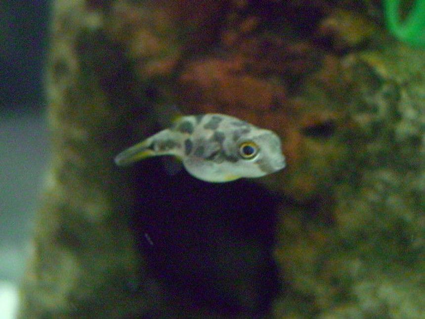 Rated #1415: Freshwater Fish - Carinotetraodon Travancoricus - Dwarf Puffer Stocking In 20 Gallons Tank - My Dwarf Puffer