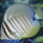 saltwater fish - zebrasoma desjardini - sailfin tang, desjardini stocking in 140 gallons tank - sailfin tang