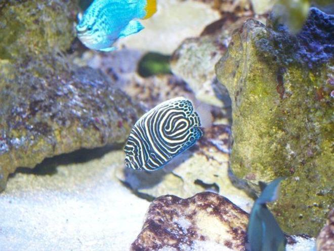 saltwater fish - pomacanthus imperator - imperator angelfish stocking in 140 gallons tank - imperator angel