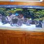 140 gallons saltwater fish tank (mostly fish, little/no live coral) - Me 500 lt tank converted from freshwater to marine.