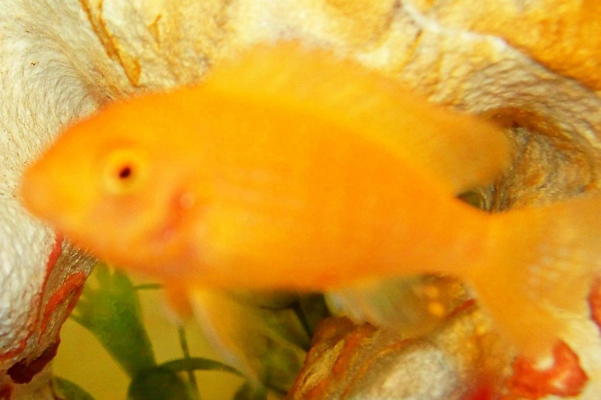 freshwater fish - pseudotropheus estherae - red zebra cichlid stocking in 29 gallons tank - zebra yellow