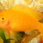 freshwater fish - pseudotropheus estherae - red zebra cichlid stocking in 29 gallons tank - zebra yellow