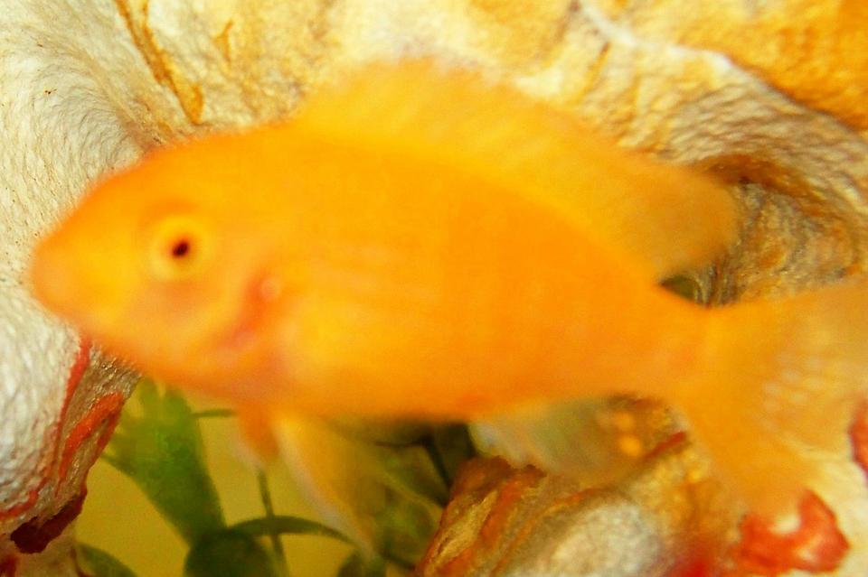 freshwater fish - pseudotropheus estherae - red zebra cichlid stocking in 29 gallons tank - zebra yellow