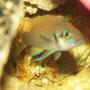 freshwater fish - neolamprologus brichardi - brichardi cichlid stocking in 29 gallons tank - Lamprologus brichardi