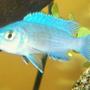 freshwater fish - metriaclima callainos - cobalt blue zebra cichlid stocking in 29 gallons tank - zebra colbolt
