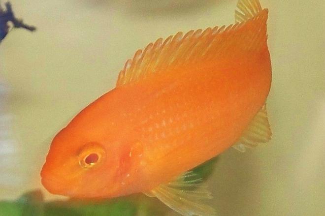 freshwater fish - pseudotropheus estherae - red zebra cichlid stocking in 29 gallons tank - zebra red