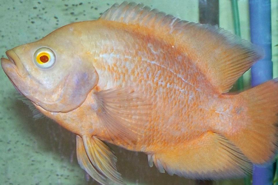 freshwater fish - astronotus ocellatus - albino oscar stocking in 75 gallons tank - Albino Oscar