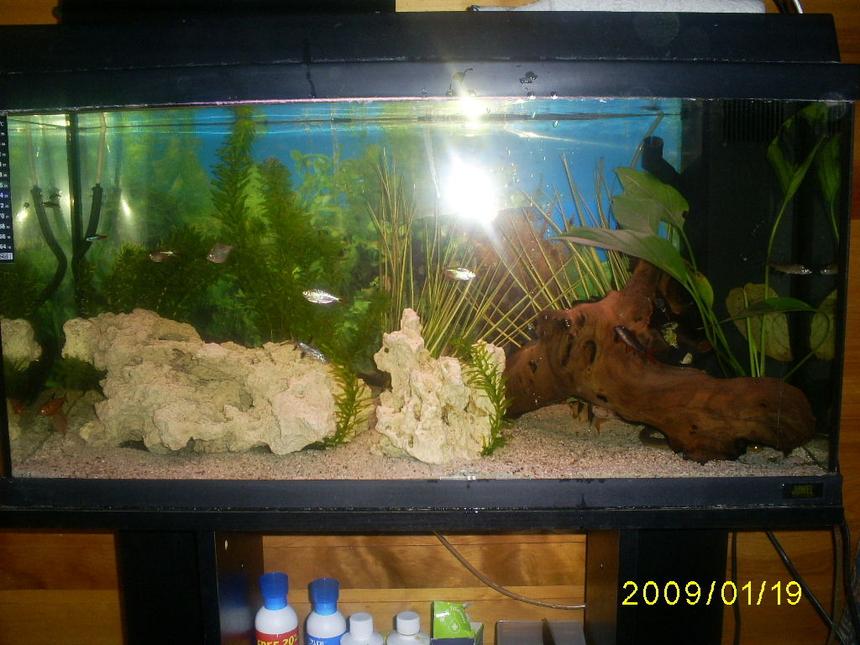 Rated #2043: 26 Gallons Planted Tank - white lava rock drift wood and coconut shels(not in this picture) 3 pleckos 2 silverdollers 1snakefish 2 blood heart tetras 3 congo tetras 12 neons 1 clown loach 2 peppercats 2 snails 1 frog 2 crayfish 2 balla sharks 2rainbow sharks 1 aquatic frog