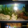 26 gallons planted tank (mostly live plants and fish) - white lava rock drift wood and coconut shels(not in this picture) 3 pleckos 2 silverdollers 1snakefish 2 blood heart tetras 3 congo tetras 12 neons 1 clown loach 2 peppercats 2 snails 1 frog 2 crayfish 2 balla sharks 2rainbow sharks 1 aquatic frog