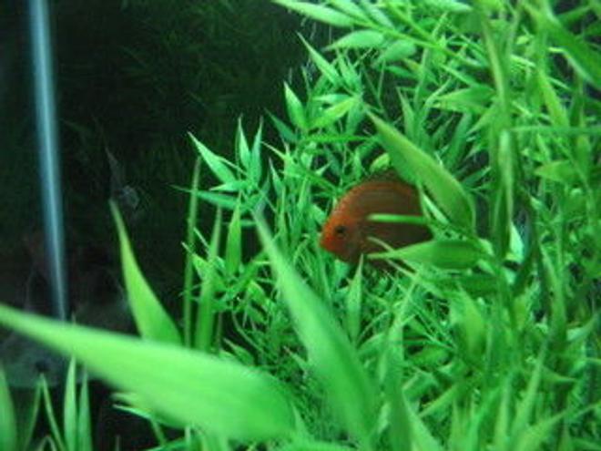 freshwater fish stocking in 47 gallons tank - first day in new tank alittle shy