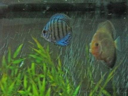 freshwater fish - symphysodon aequifasciata - royal blue discus stocking in 47 gallons tank - display