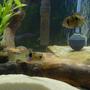 freshwater fish - papiliochromis ramirezi - german blue ram - Pair of German Blue Rams