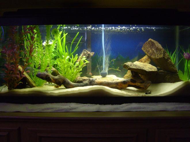 freshwater fish tank (mostly fish and non-living decorations) - 20g long Tropical Tank
-30lbs Play-Sand
-Whisper Power Filter 30
-Bogwood driftwood
-Numerous shale rocks
-Black PVC pipe
-Several fake plants
-Marineland Visi-Therm Stealth Submersible Heater
-Perfect-a-Light 20 Watt Fluorescent 

Occupants
-2 German Blue Rams
-2 Khuli Loaches
-Clown Pleco
-6 Harlequin Rasbora
-2 Oto Cats