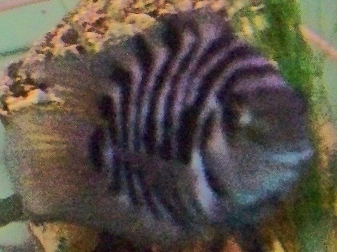 freshwater fish - archocentrus nigrofasciatus - black convict cichlid stocking in 75 gallons tank - Convict
