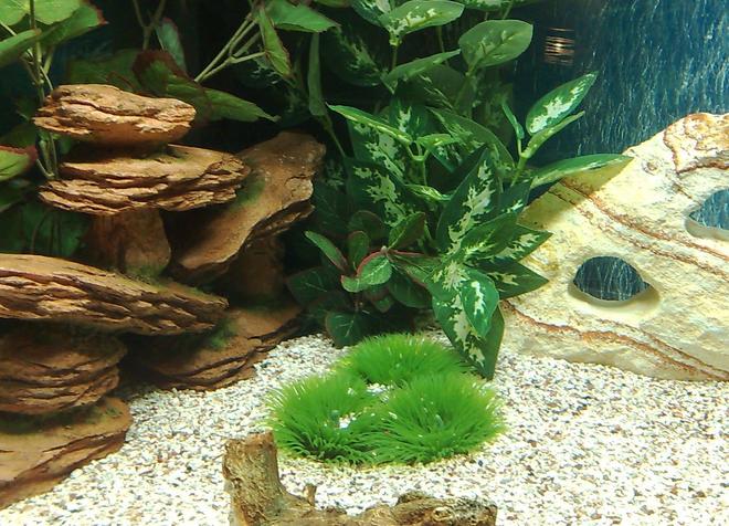 50 gallons freshwater fish tank (mostly fish and non-living decorations) - Juwel 190 just after set up
