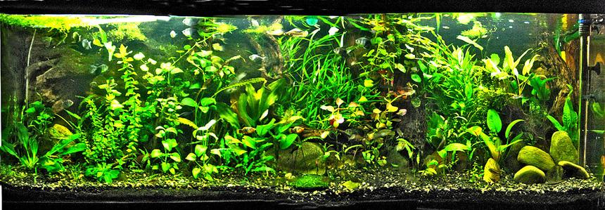 Rated #37: 148 Gallons Planted Tank - This is my newly re-planted 600 litre tank!