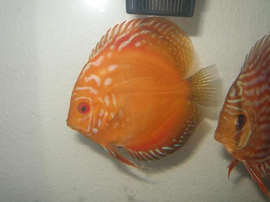 Rated #152: Freshwater Fish - Symphysodon Spp. - Pigeon Blood Discus Stocking In 55 Gallons Tank - 5 1/2 " Pigeon Blood Discus, this is the same fish as the first pic when he was a baby