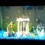 75 gallons freshwater fish tank (mostly fish and non-living decorations) - 65g