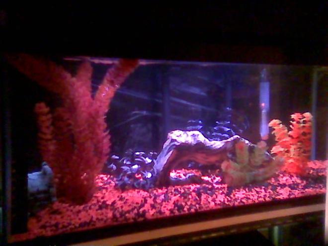 75 gallons freshwater fish tank (mostly fish and non-living decorations) - 20g who deys new home