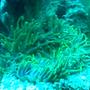 corals inverts - macrodactyla doreensis - long tentacle anemone stocking in 75 gallons tank - green long tentical anemone2
