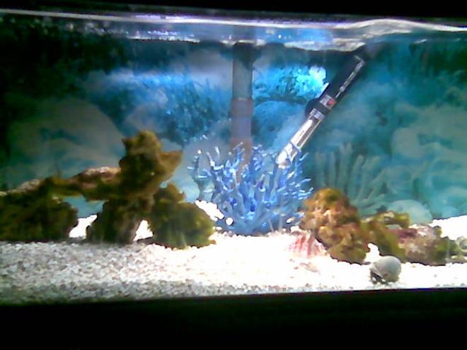 75 gallons saltwater fish tank (mostly fish, little/no live coral) - 20g salt