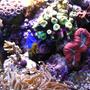 fish tank picture - corals