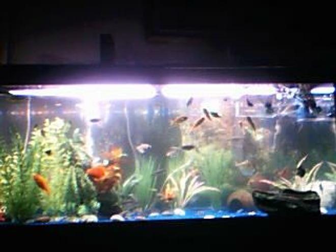 75 gallons freshwater fish tank (mostly fish and non-living decorations) - My 75 gallon freshwater tank
