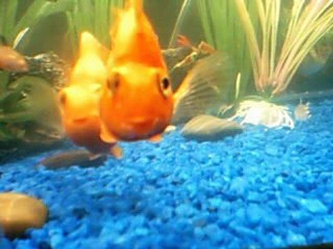 freshwater fish - heros severus x amphilophus citrinellum - blood parrot stocking in 75 gallons tank - red parrot smiling