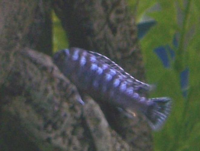 freshwater fish - melanochromis johannii - johanni cichlid stocking in 30 gallons tank - Our only johannii, aka Lil' Wayne, Weezy F. Baby