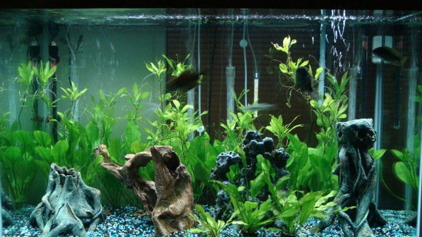 Rated #159: 150 Gallons Planted Tank - my tank.  150gal