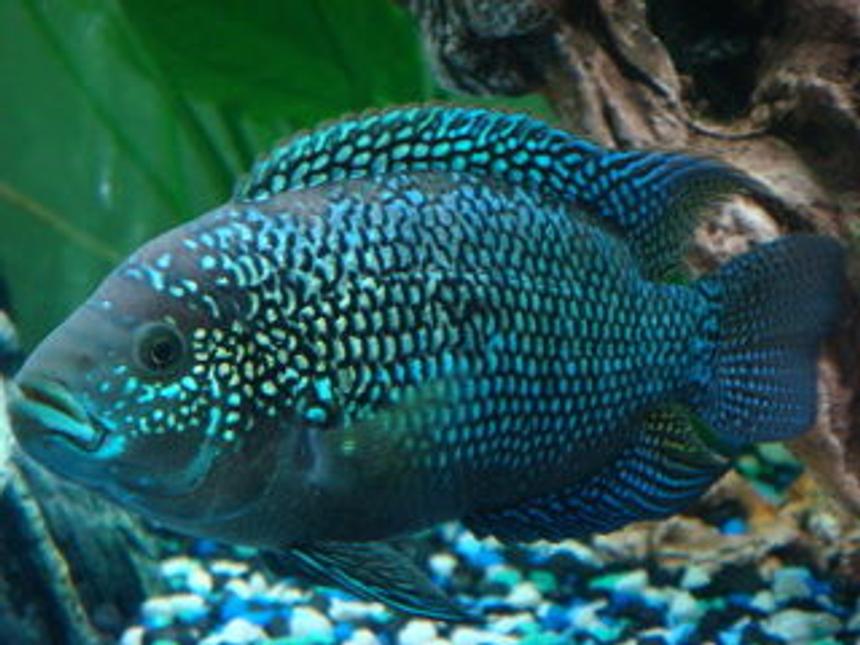 Rated #12: Freshwater Fish - Nandopsis Octofasciatum - Jack Dempsey Stocking In 150 Gallons Tank - jack dempsey