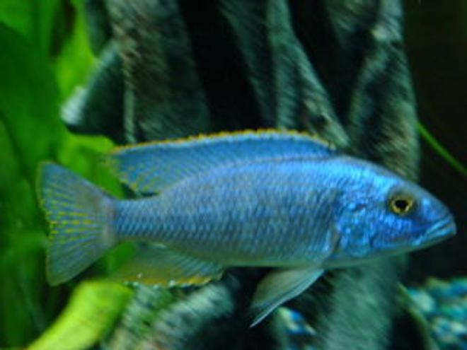 freshwater fish - sciaenochromis ahli - electric blue cichlid stocking in 150 gallons tank - electric blue ahli